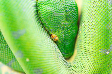 Green tree python in nature. Close up of green tree python.