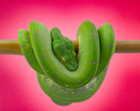 Green tree python on a branch isolated on a pink background. Studio shot.の写真素材