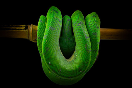 Green tree python isolated on black background. Green boa snake.