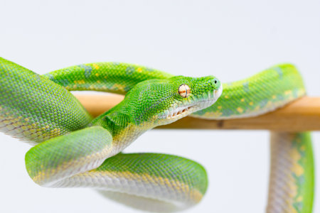 Green tree python on white background.