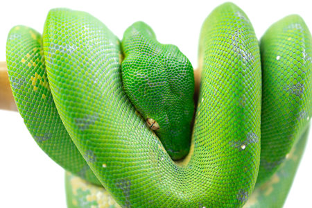 Green tree python isolated on white background, close-up image.
