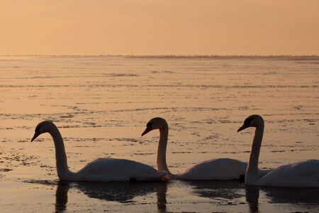 Three swans in the beautiful sunsetの写真素材