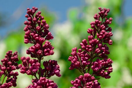 Red jasmine in garden on green and blue backgroundの写真素材