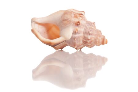 Isolated sea shell with a gloryの写真素材