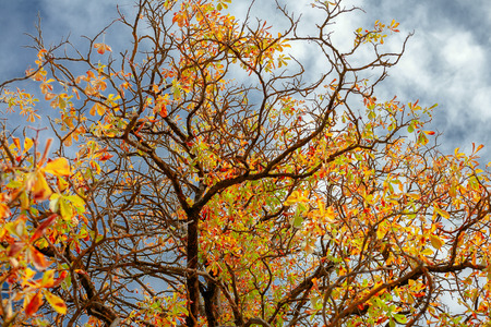 chestnut branches during an autumn seasonの写真素材