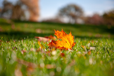 the lonely fallen maple leaf