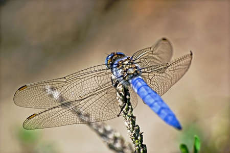 Dragonfly