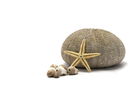 Sea urchin, sea shells, and starfish - all in focus focus