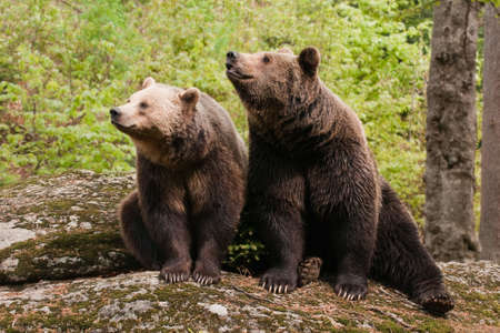 Two bears sitting on the rock, facing camera left.の写真素材