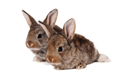 Two cute bunnies isolated on white backgroundの写真素材