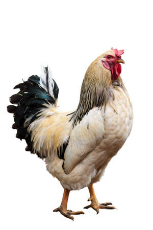 Chicken isolated on white. Focus on the eye.の写真素材