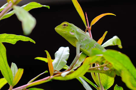 a chameleon perched on a branch, during the day and truly an interesting and beautiful objectの写真素材