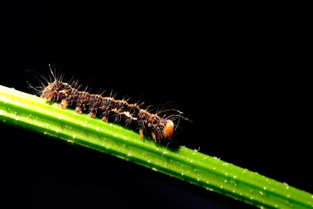 a caterpillar that is walking through the leaves becomes a beautiful activity to captureの写真素材