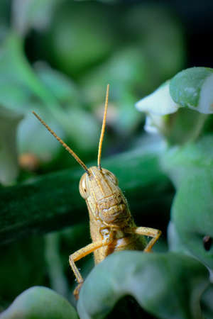 a grasshopper peeking out from a leaf and it makes an interesting object and anxietyの写真素材