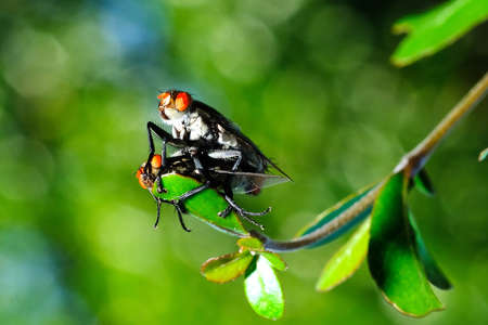 When a pair of flies in front of my house is making love and it makes an interesting objectの写真素材