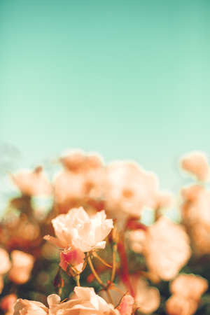 Vintage roses in a gardenの写真素材