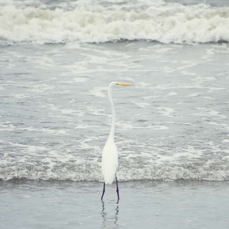 White heron in the beachの写真素材