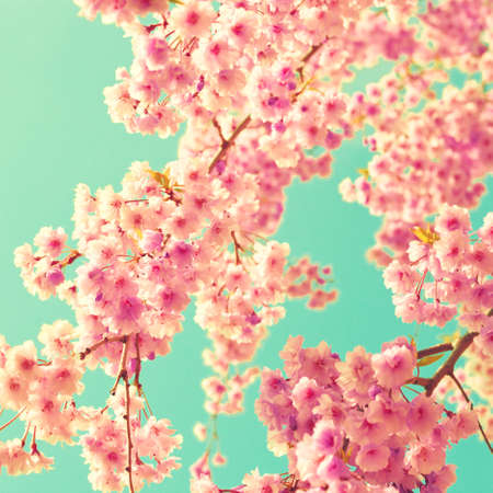 Vintage pink cherry blossomsの写真素材