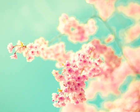 Vintage pink cherry blossomsの写真素材