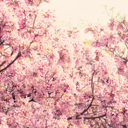 Pink flowers in a tree in springの写真素材