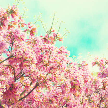 Pink flowers in a tree in springの写真素材