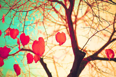 Heart-shaped autumn leavesの写真素材