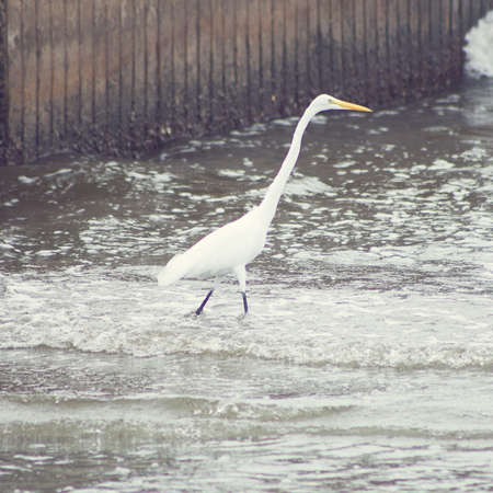 White heronの写真素材