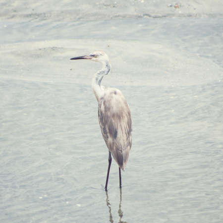 Heron in the beachの写真素材