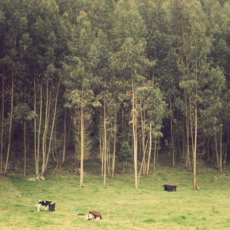 Field with trees and cowsの写真素材