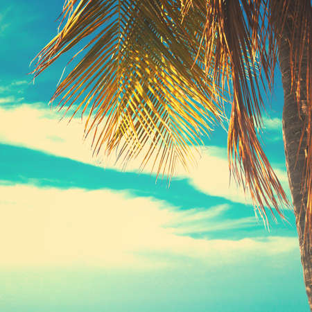 Palm treeの写真素材