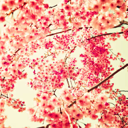 Pink cherry blossoms