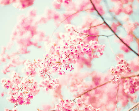 Pink cherry blossoms