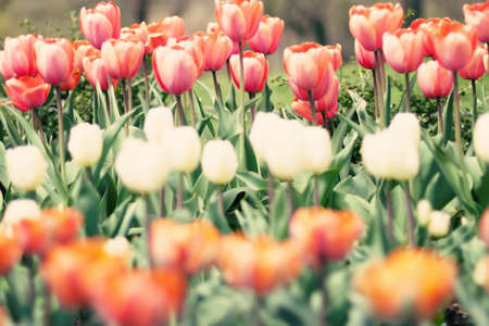 Tulips in three colorsの写真素材