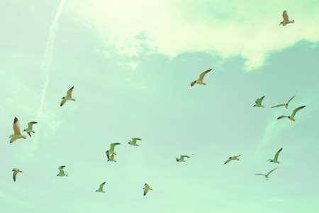 Flock of seagulls over the beachの写真素材