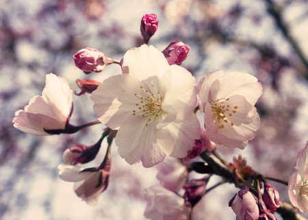 Soft pink cherry blossomsの写真素材