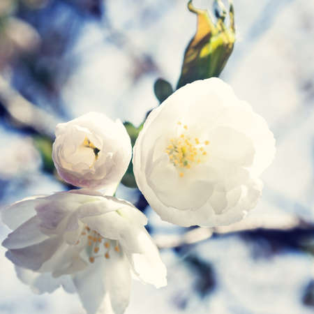 White cherry blossomsの写真素材