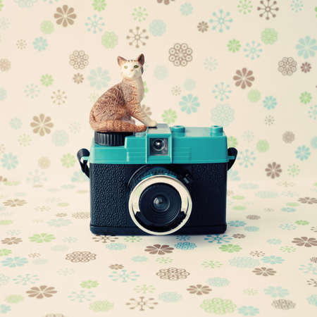 Vintage analogue camera with a catの写真素材