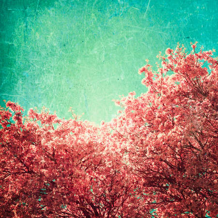 Tree with pink flowers in bloomの写真素材