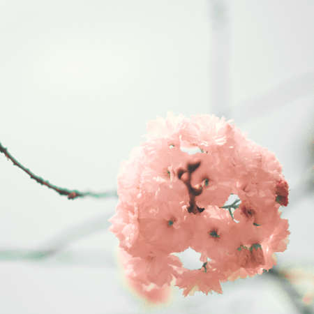 Cherry blossoms in the afternoonの写真素材