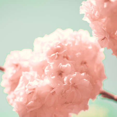 Cherry blossoms over blueの写真素材