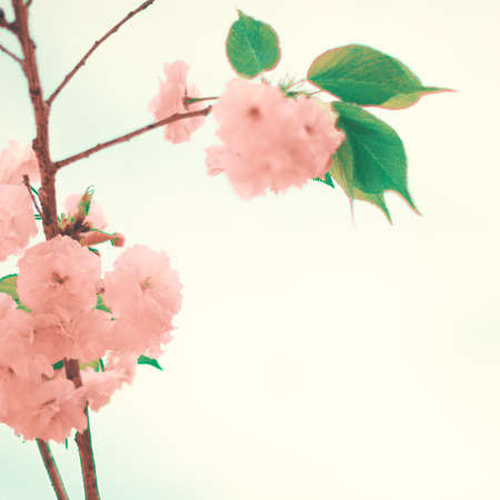 cherry blossoms in a treeの写真素材