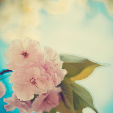 Cherry blossoms over blueの写真素材