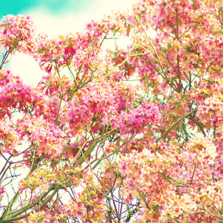 Spring flowers in a tree