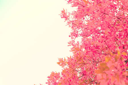 Pink leafs in a tree in autumnの写真素材
