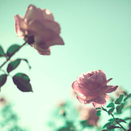 Vintage roses in a gardenの写真素材