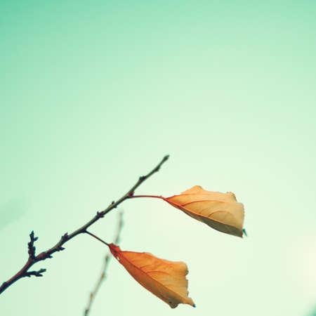 Two autumn leafs in a tree branchの写真素材