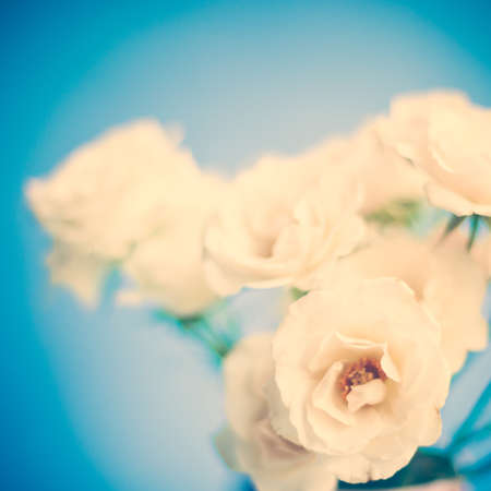 Vintage white rosesの写真素材