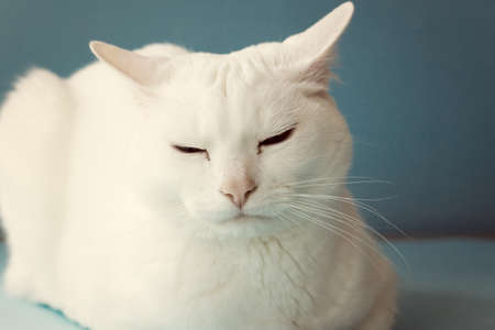 White cat over blue の写真素材