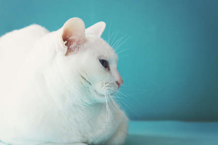 White cat over blue の写真素材