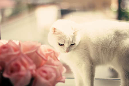 White cat standing behind pink rosesの写真素材